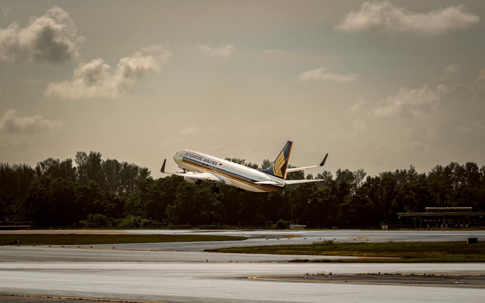 A passenger jet lifting off from a wet runway into a soft, cloudy golden sky, dark trees along the horizon behind it.